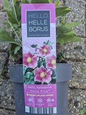 Helleborus orientalis Hello