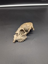 British Cwd Doe Skull