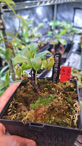 Nepenthes undulatifolia - nepenthes,