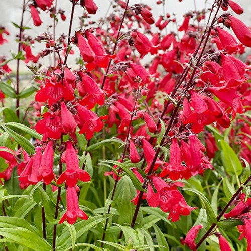 Penstemon windsor red - 6, hardy