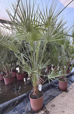 Chamaerops European Fan Palm