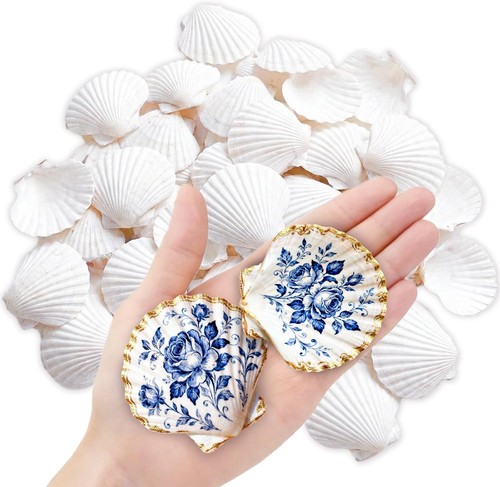 60pcs natural scallop shells - natural,