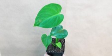 Baby Monstera Deliciosa 3" Pot