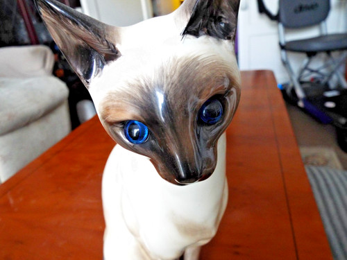 Just cats siamese cat - &,