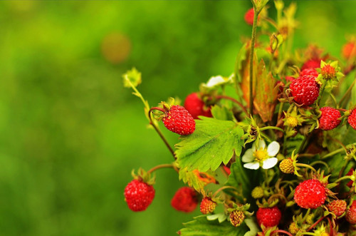 Alexandria strawberry - alexandria,