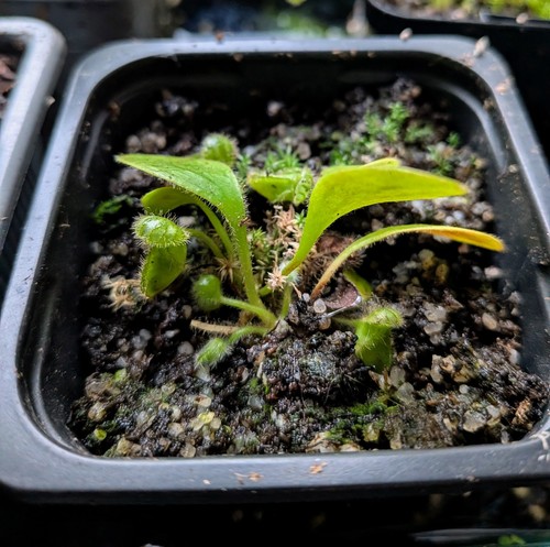 Cephalotus folicularis leaf - folicularis,