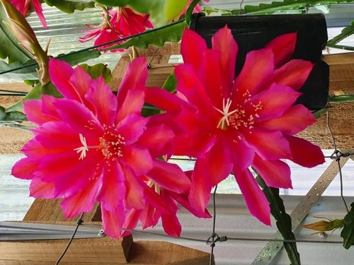 Epiphyllum epicactus hybriden - epiphyllum, epicactus-hybriden