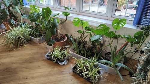 House plants job lot - plants,