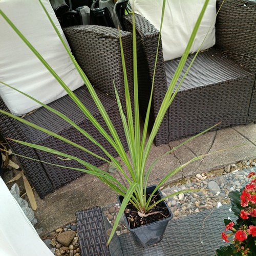 Green cordyline torbay palm - torbay,