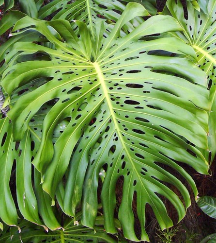 Monstera deliciosa swiss - monstera,