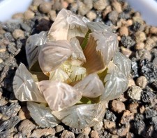 Haworthia Cooperi Mochi