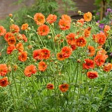 Geum tropical tempest - geum, avens