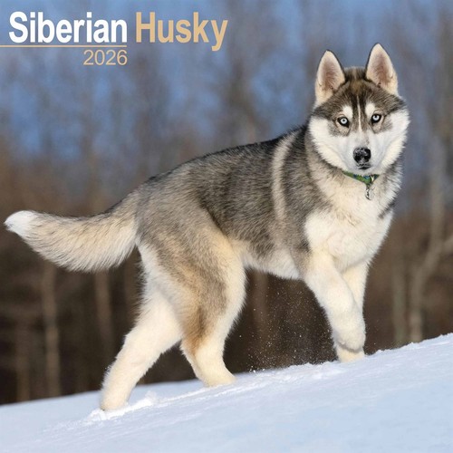 Siberian husky calendar 2026 - siberian,