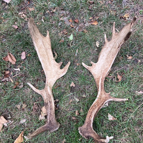 Pair fallow antlers - pair, of