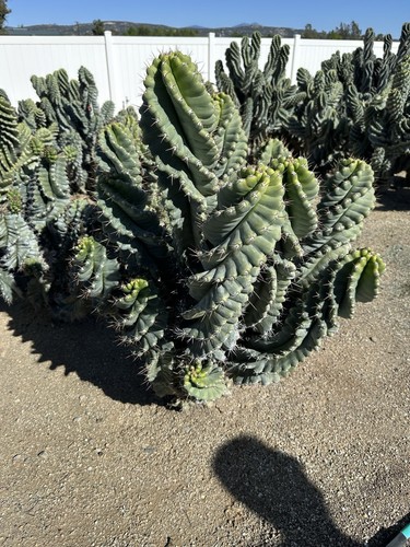 Spiral tornado cactus cereus - cactus,