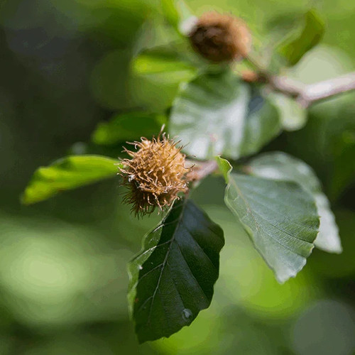 Fagus sylvatica common - fagus,