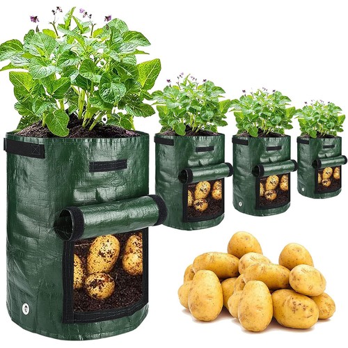 4pack gallon potato grow - 4pack-10/7,