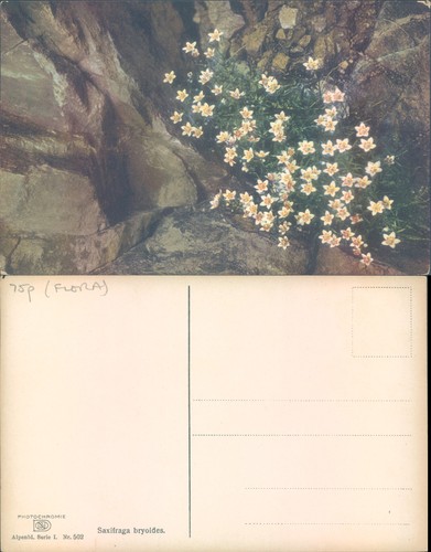 Saxifraga bryoides flowers