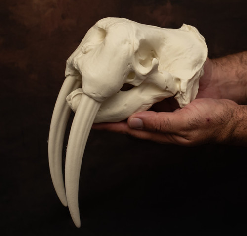 Walrus skull replica - replica, giant