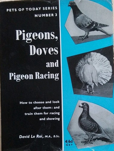 Pigeons doves and - pigeons,, pigeon