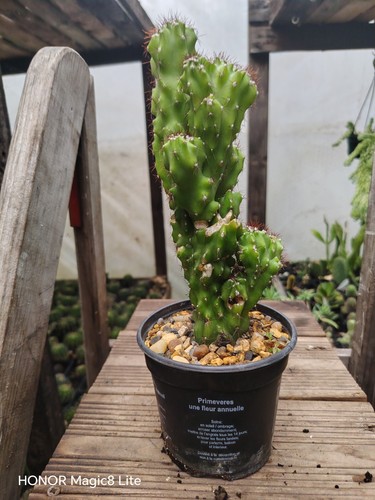 Cereus peruvianus monstrosus - cereus,