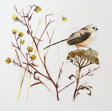 Long Tailed Tit Bird Print Mads Stage Botanical Illustration 37cm x 27cm
