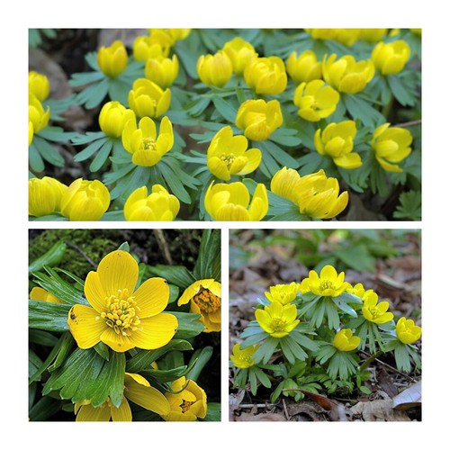Winter aconites flower - winter,