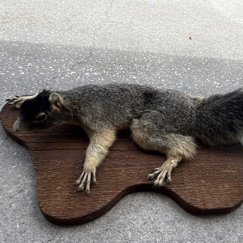 Fox squirrel life size - squirrel, life-size