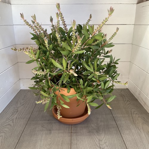 Large terracotta pot - pot, and