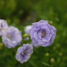 Campanula plug plants