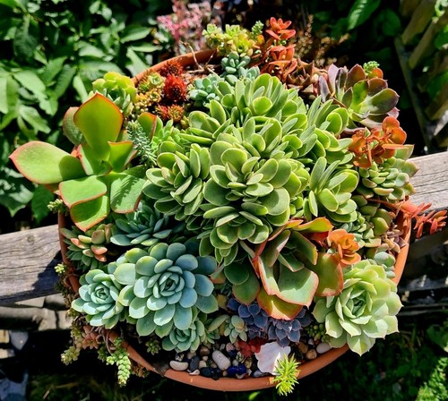 Succulent leaf cuttings - 10,