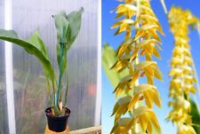 Coelogyne magna (Dendrochilum magnum), orchid, orchid,