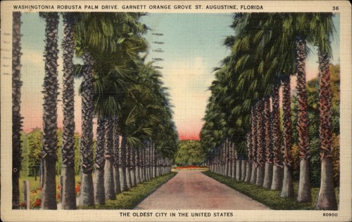 Washingtonia robusta palm - washingtonia,