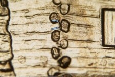 2009 D EC WDDR-003 Lincoln