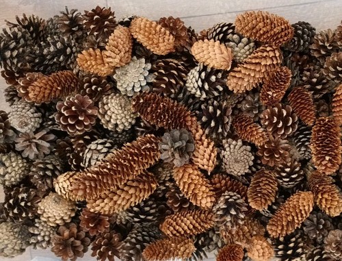 Mixed pine fir cones - mixed,
