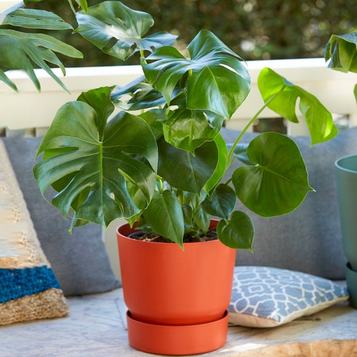 Monstera swiss cheese - monstera,