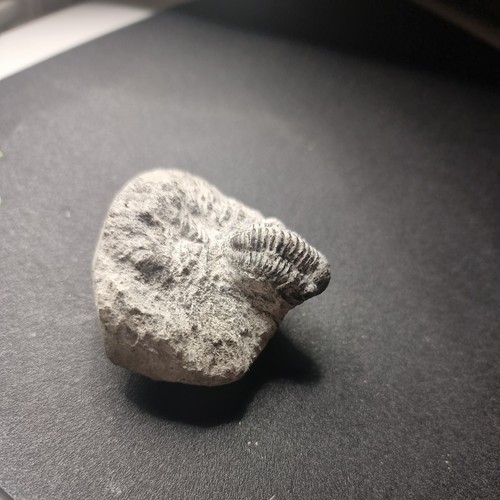 Genuine fossil trilobite - fossil,