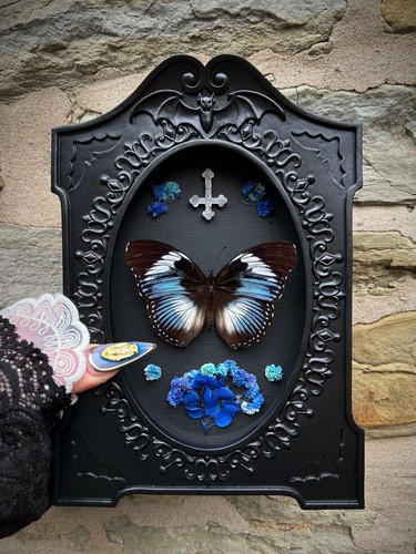 Framed blue butterfly ornate - framed,