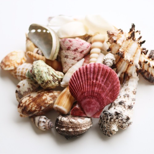 Sea shells 100g mixed aquarium - sea,