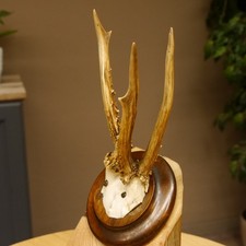 Abnormal Roe Deer Buck Antlers