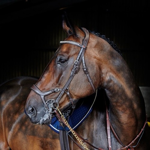 John whitaker anatomical - john,