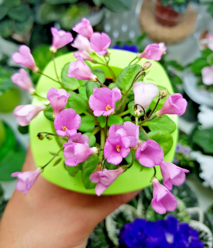 African violet brazos belle - violet,