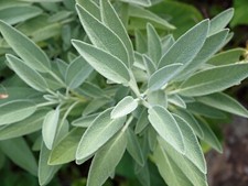 Sage Salvia officinalis – 50