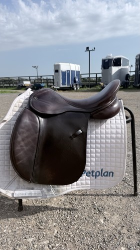 Beautiful pony horse and cob - beautiful,