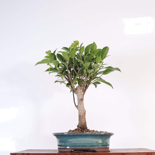 Ficus microcarpa - ficus,