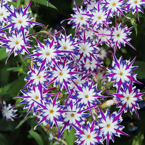 Phlox drummondii twinkling - phlox,