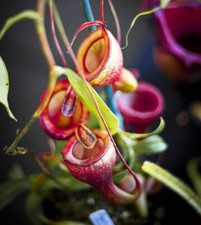NEPENTHES JAMBAN - CARNIVOROUS