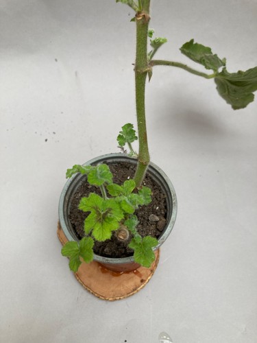 Scented pelargonium plant - pelargonium,