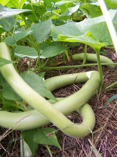Snake gourd cucuzzi amazing - snake,