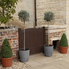 Olive Tree, Large Standard, Evergreen Foliage, 1.4m Tall, 25cm Pot, Med Style